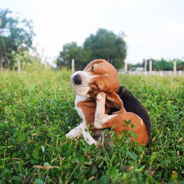 Beagle Dog Scratching