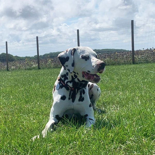 Dalmation in Field
