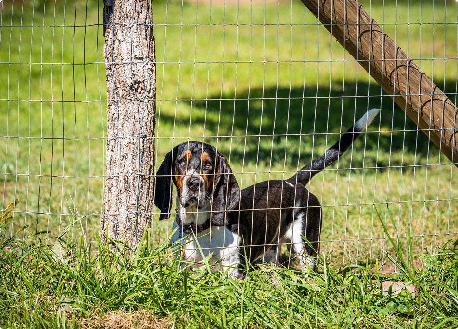 Dog Behind Fence