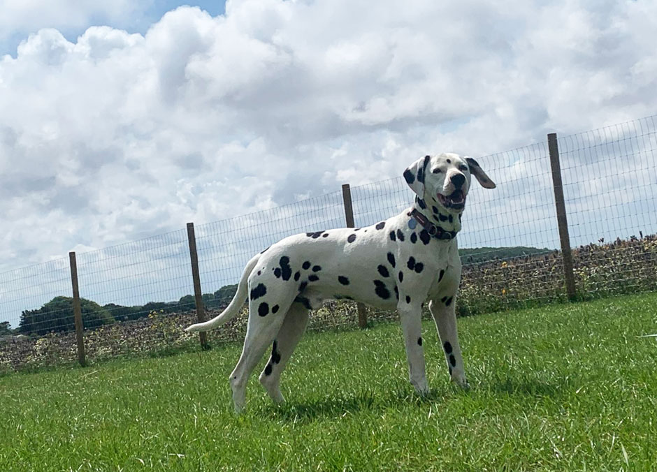 Dog Standing in Field