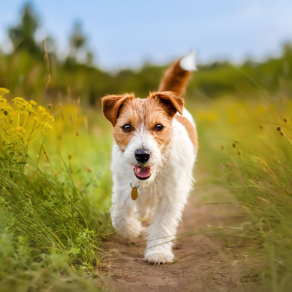 Dog Walking in the Grass