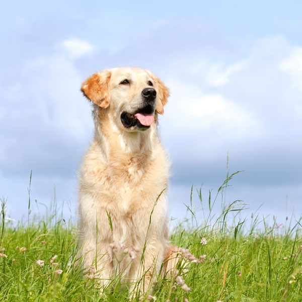 Golden Retriever Sitting in a Field